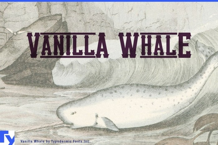 Vanilla Whale