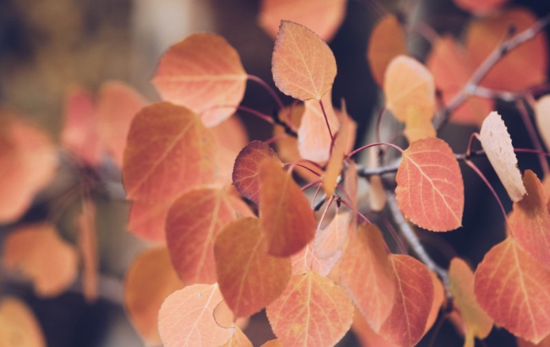 Burnt Sienna leaves