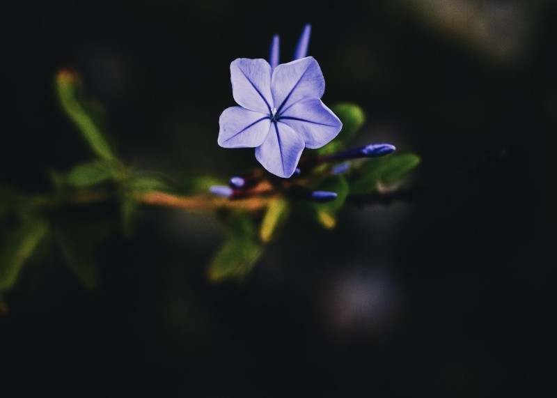 Periwinkle flower