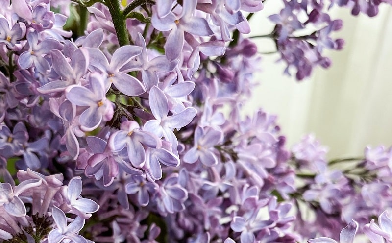 History of Lilac