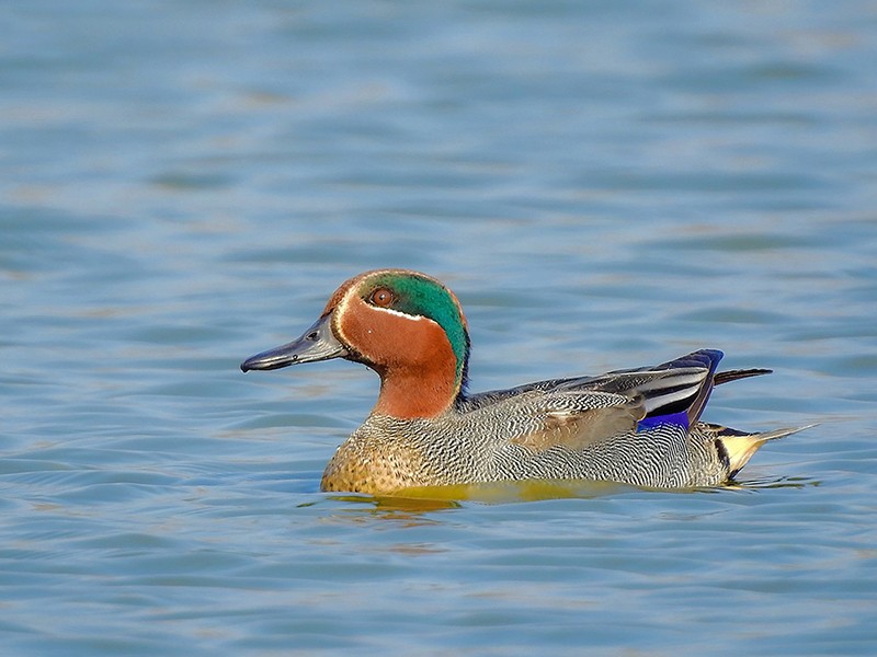 Eurasian_teal