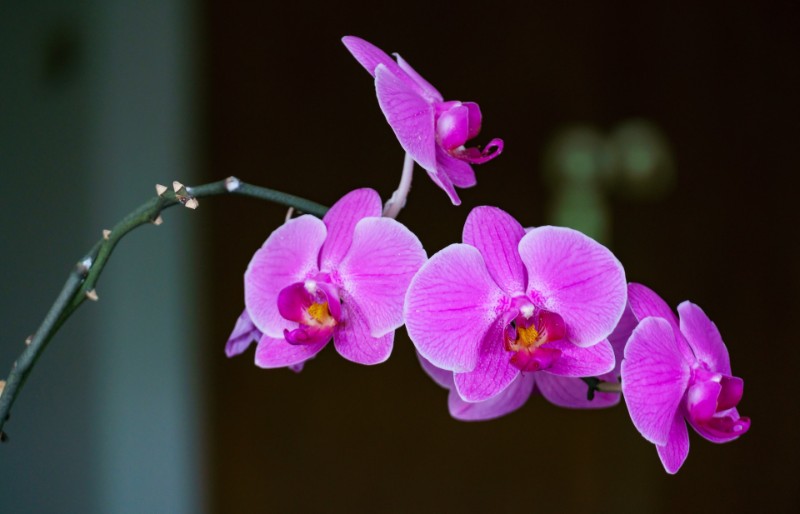 Orchid Color