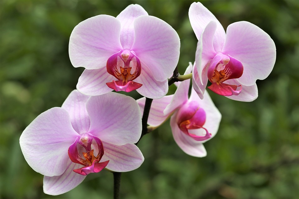 Orchid Color