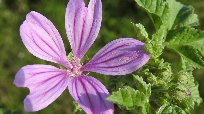 mallow flower