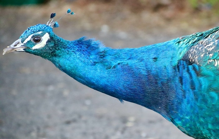 Peacock Blue Color