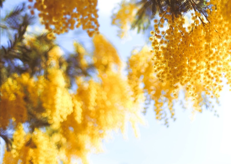 Mimosa tree