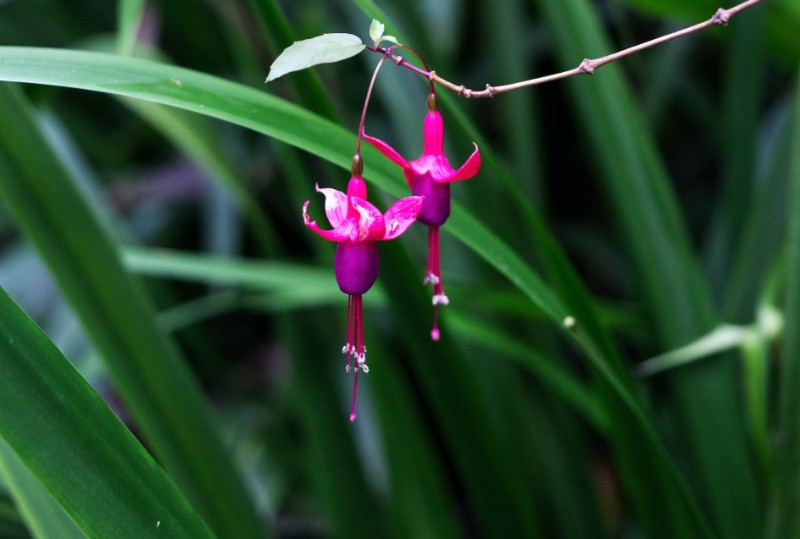 Fuchsia Color