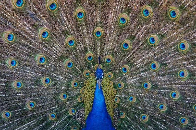 Peacock Blue Color