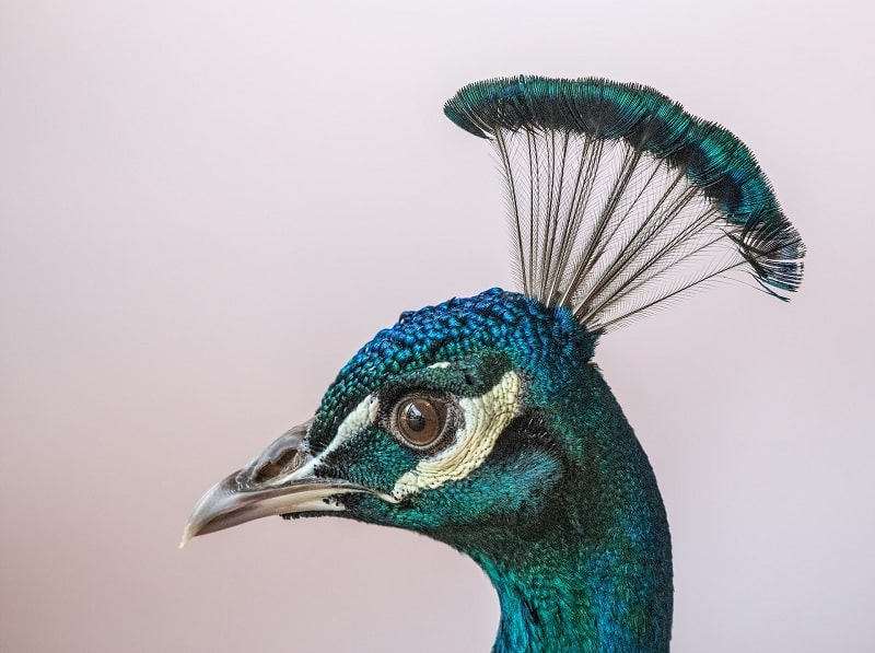 Peacock Blue Color