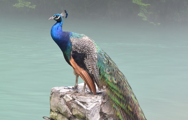 Peacock Blue Color