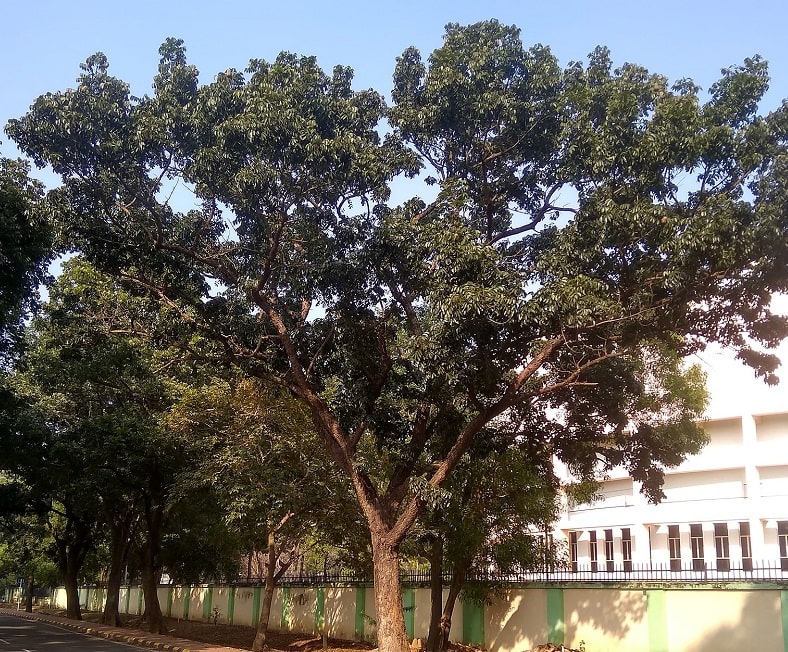 Mahogany_Tree