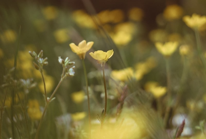 Pastel Yellow Color 