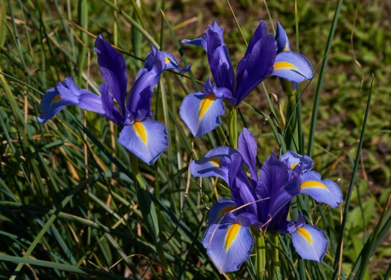 Blue Iris Color
