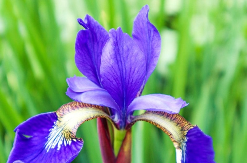 Exploring Blue Iris: Symbolism and Cultural Significance – LÖV Flowers